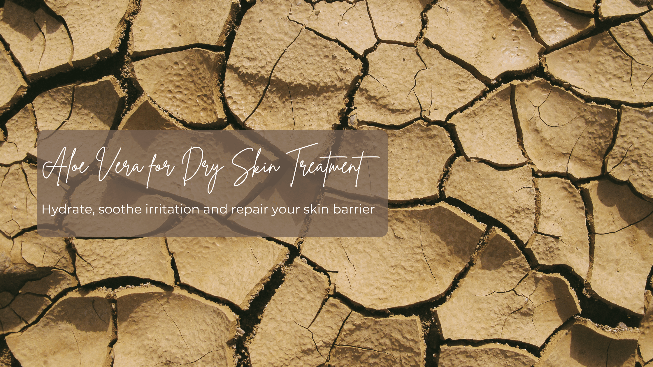 How to Use Aloe Vera Gel for Dry Skin Treatment
