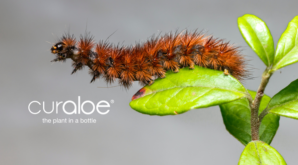 Beware of the Hairy Caterpillar Season in the Netherlands: Protecting Yourself from Skin Rashes and Itchiness with Aloe Vera