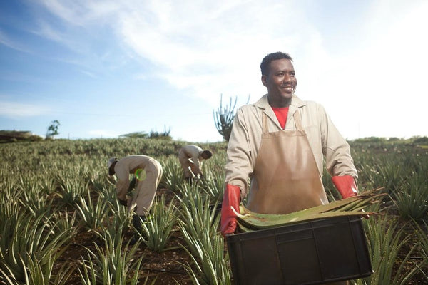 Visit our Plantation on Curaçao